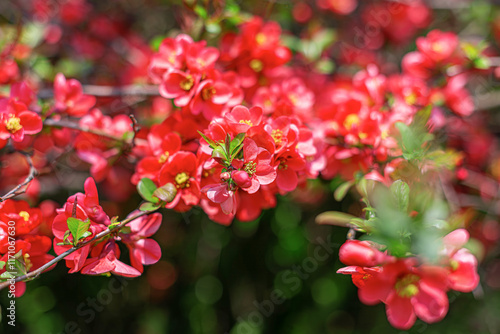 Obraz na płótnie Spring pink flowers on a flowering bush. w salonie