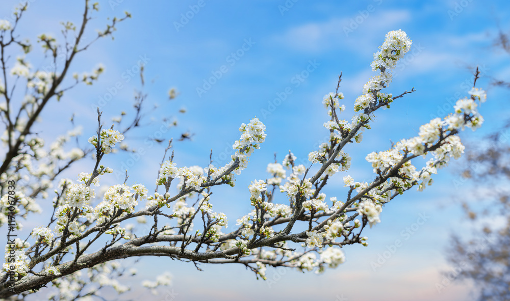 Blooming tree branches against clear blue sky.