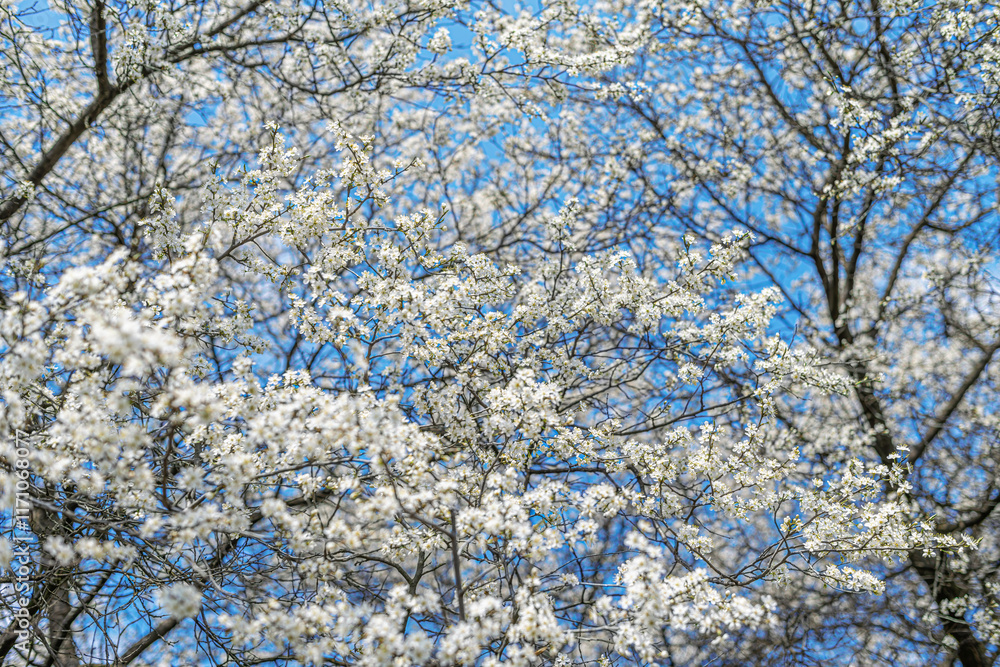 Blooming tree branches against clear blue sky.