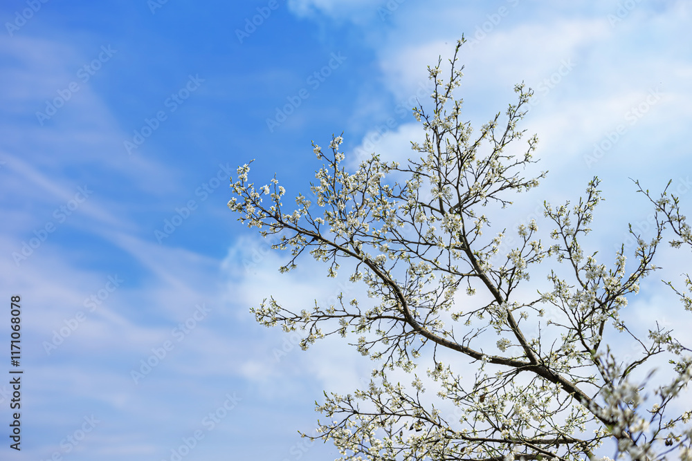 Blooming tree branches against clear blue sky.