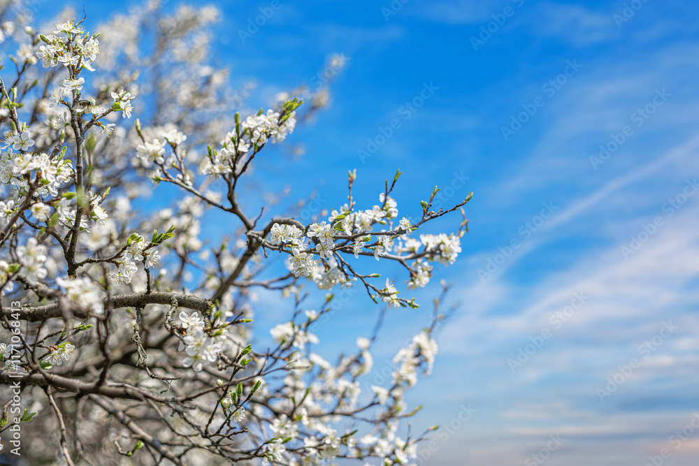 Blooming tree branches against clear blue sky.