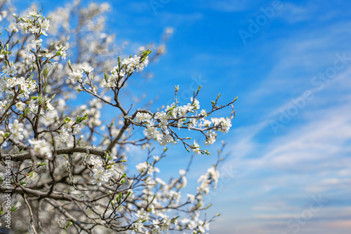 Obraz na płótnie Blooming tree branches against clear blue sky. w salonie