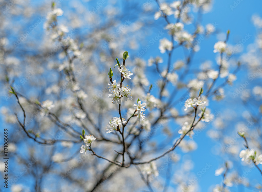 Blooming tree branches against clear blue sky.