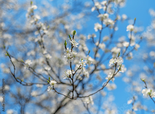 Obraz na płótnie Blooming tree branches against clear blue sky. w salonie