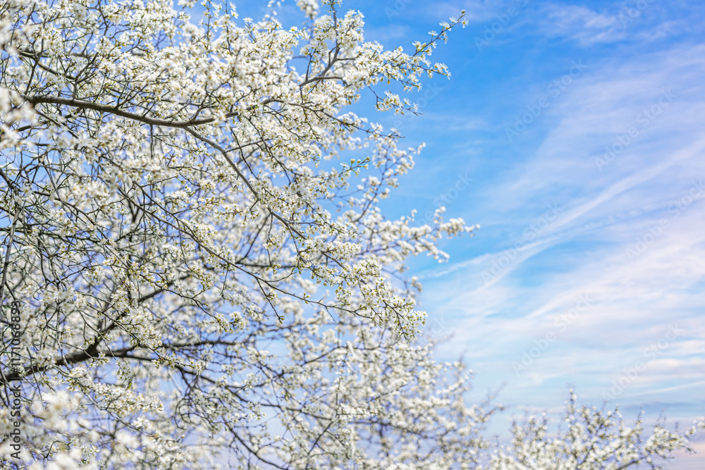 Blooming tree branches against clear blue sky.
