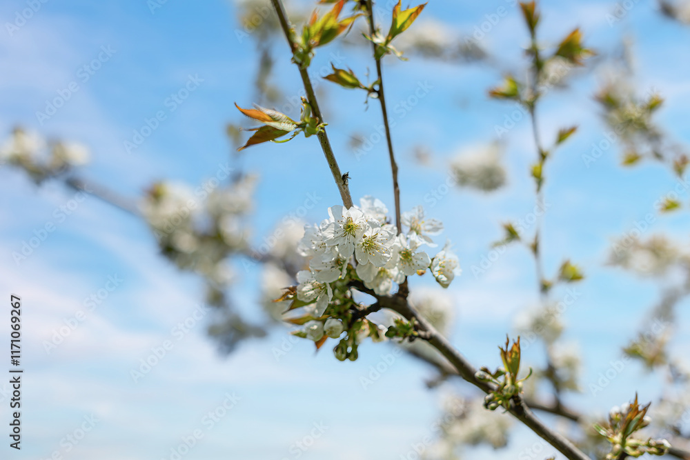 Blooming tree branches against clear blue sky.