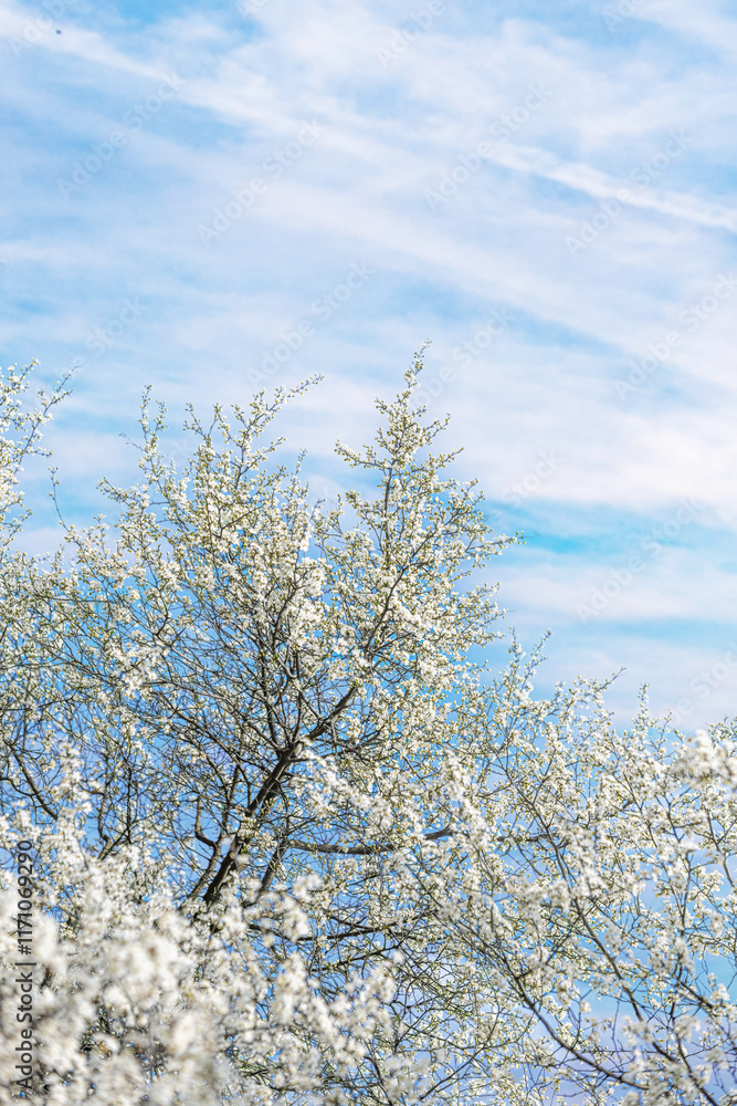 Blooming tree branches against clear blue sky. Blooming tree branches against clear blue sky.