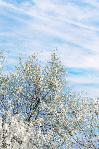 Obraz na płótnie Blooming tree branches against clear blue sky. w salonie