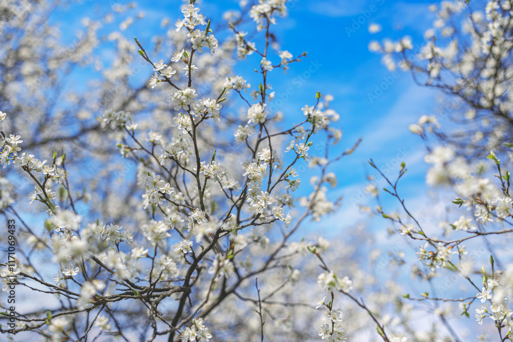 Blooming tree branches against clear blue sky.