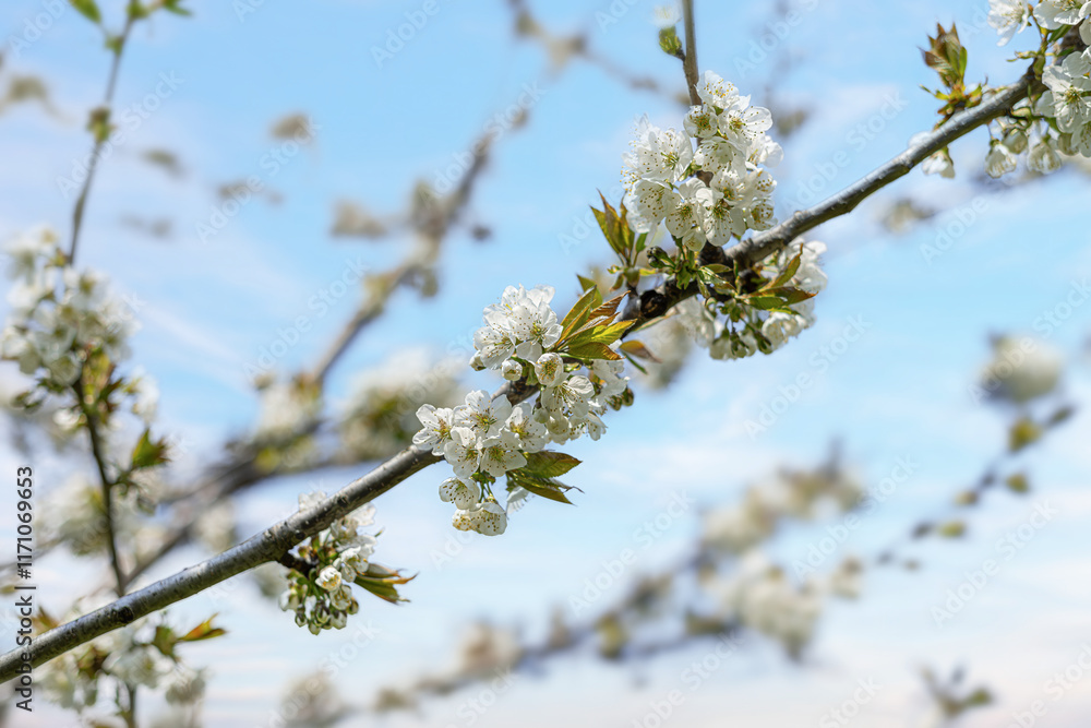 Blooming tree branches against clear blue sky.