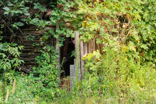 Εκτύπωση καμβά Old wooden building overgrown with green vegetation