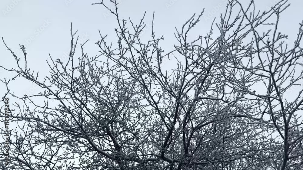 a walk in winter under the snow-covered branches of trees and fir trees on a frosty day. a glance at the sky. rotation a walk in winter under the snow-covered branches of trees and fir trees on a frosty day. a glance at the sky. rotation