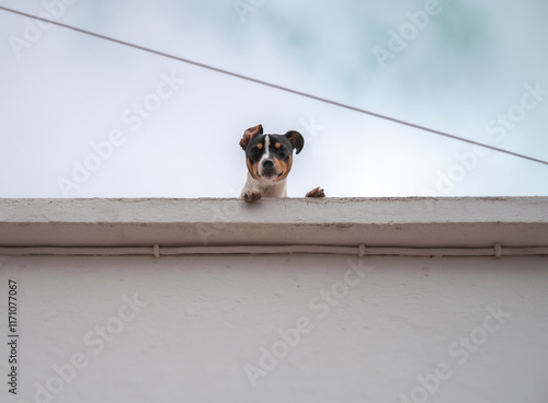 Curious and cute Dog Peeking Over a Wall Against a Clear Sky