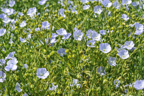 Le lin oléagineux (Linum usitatissimum). Oilseed flax. photo