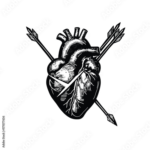 Black-and-white anatomical heart pierced by crossed arrows.