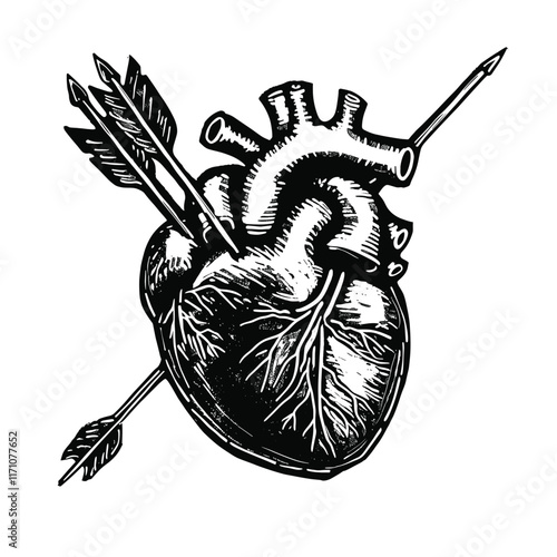 Black-and-white anatomical heart pierced by crossed arrows.