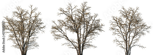 Fotografie dry mossy leafless swamp Quercus variabilis tree frontal set isolated png on a t