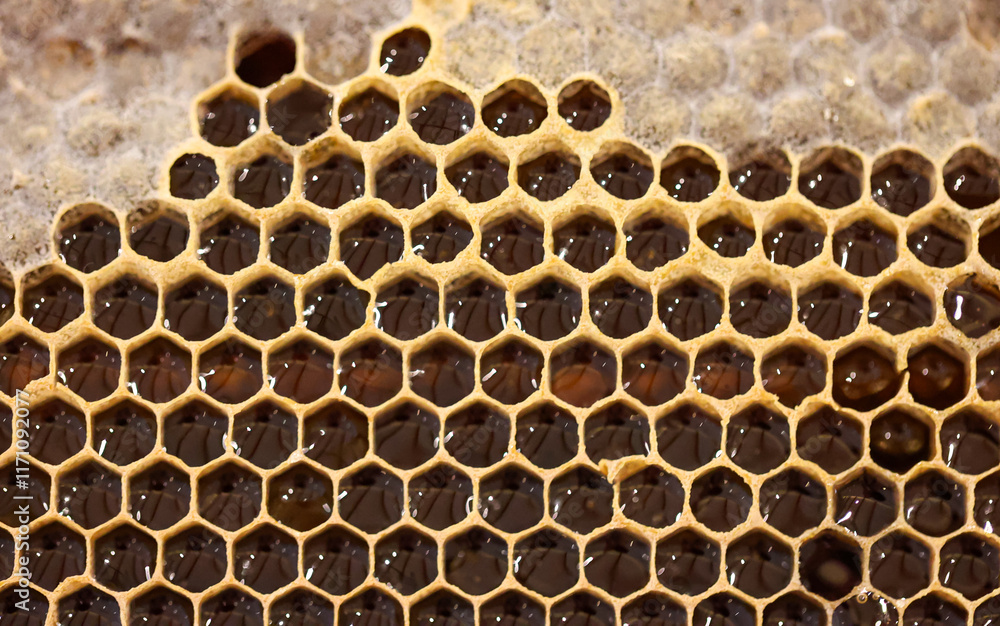 Eine Bienenwabe mit zum Teil schon geschlossenen Waben. Eine Bienenwabe mit zum Teil schon geschlossenen Waben.