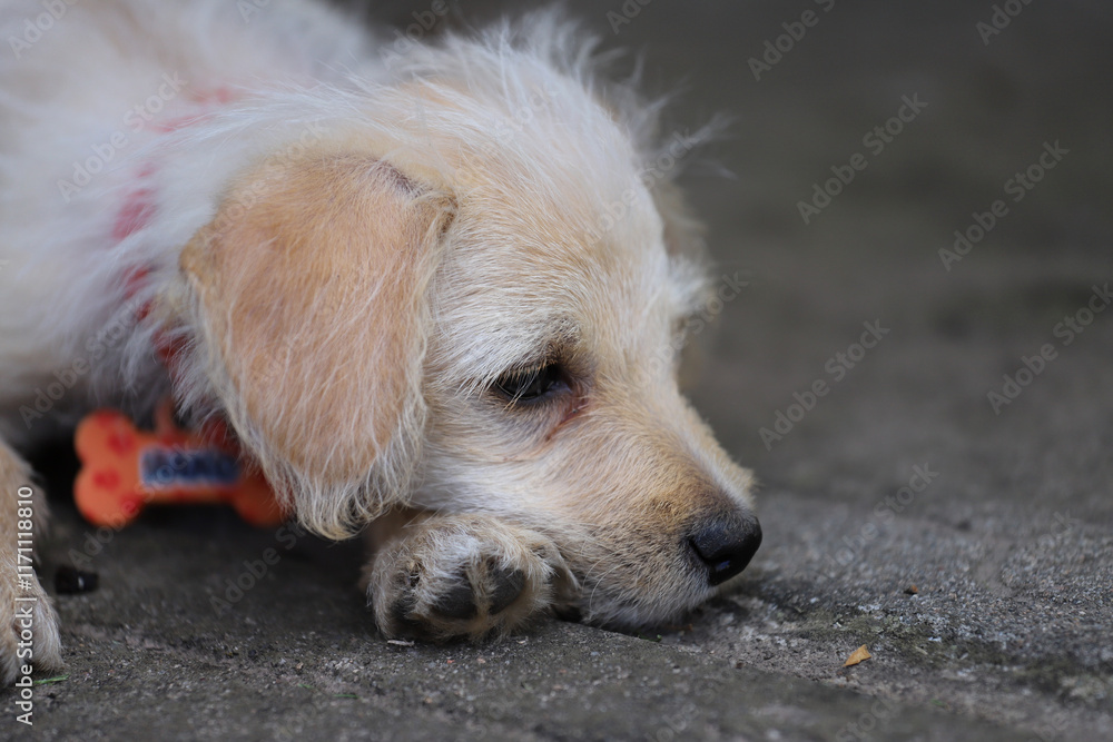 Pet care. Cute little puppy lying down resting with collar and name tag. Background with copy space.
Pet care. Cute little puppy lying down resting with collar and name tag. Background with copy space.