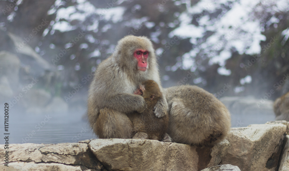 Naklejka premium Snow monkey mom hugging her baby at the hot spring