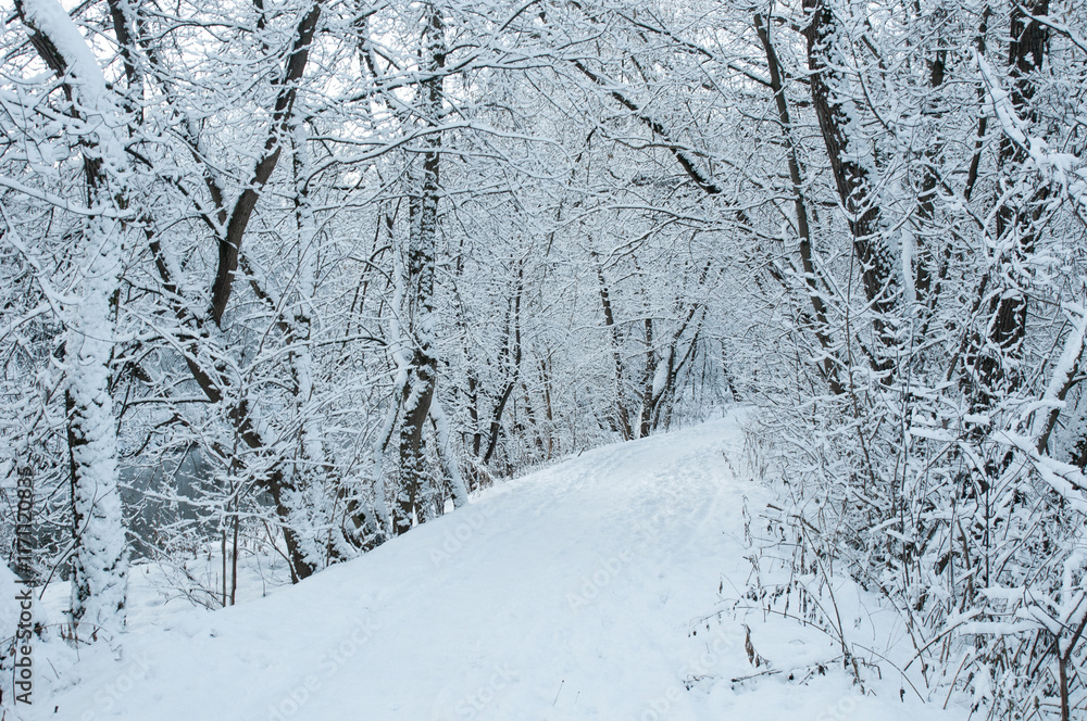 Path between snowy trees in winter forest. Tranquil winter landscape