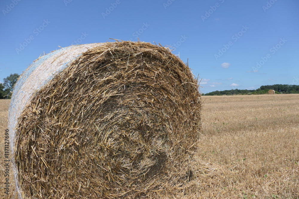 Close-up of round hay bales in a sunlit field during summer, under a clear blue sky. Idyllic rural scene in Europe, showcasing agriculture and natural beauty. Close-up of round hay bales in a sunlit field during summer, under a clear blue sky. Idyllic rural scene in Europe, showcasing agriculture and natural beauty.