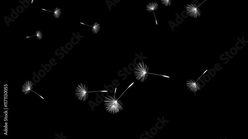 Flying dandelion. Video of a flying white dandellion. A dandelion falls down beautifully and romantically