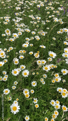 Vertical video of fresh and natural field of daisies in summer in June on a windy day in Latvia