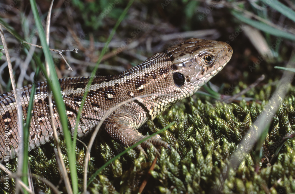 Obraz premium Lacerta agilis or sand lizard