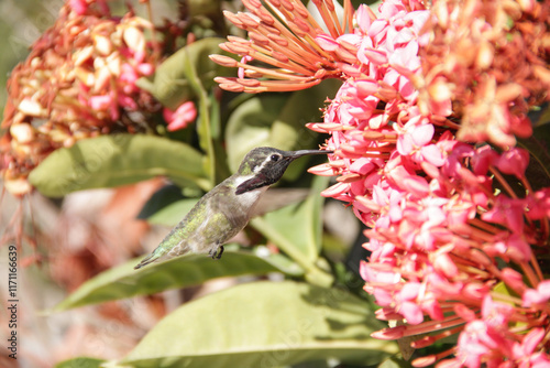 El colibrí de Costa o colibrí cabeza violeta photo