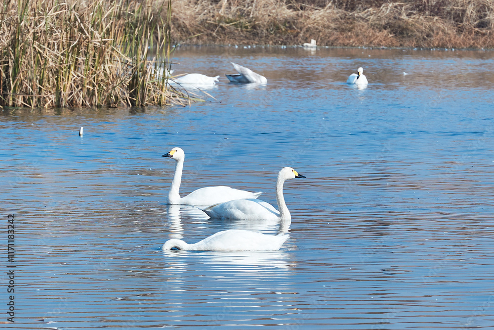 Obraz premium Swans in winter