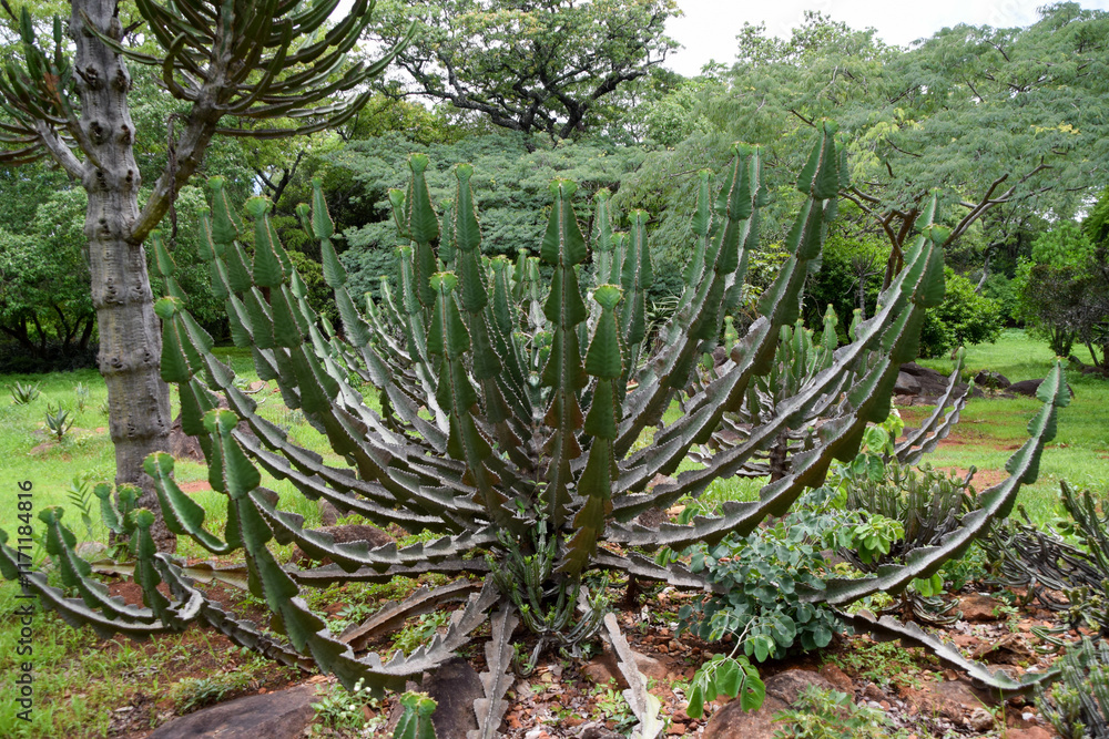 Fototapeta premium Euphorbia cooperi, candelabra tree.