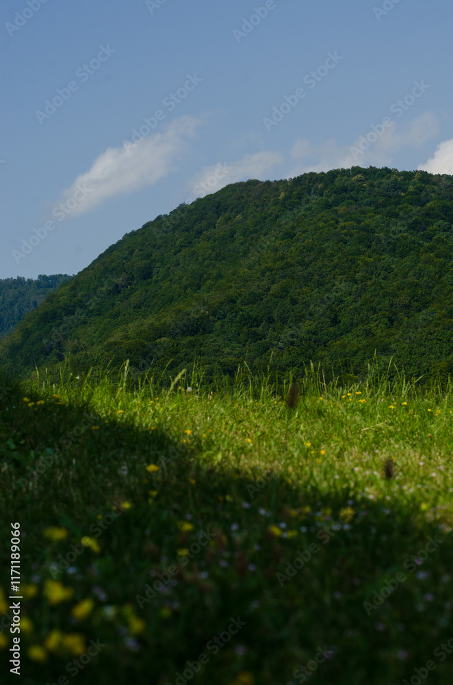 landscape with green grass and sky landscape with green grass and sky