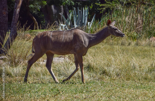 A female kudu antelope in a nature reserve in Zimbabwe