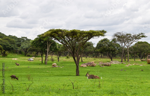 African landscape with eland and nyala antelopes in Zimbabwe