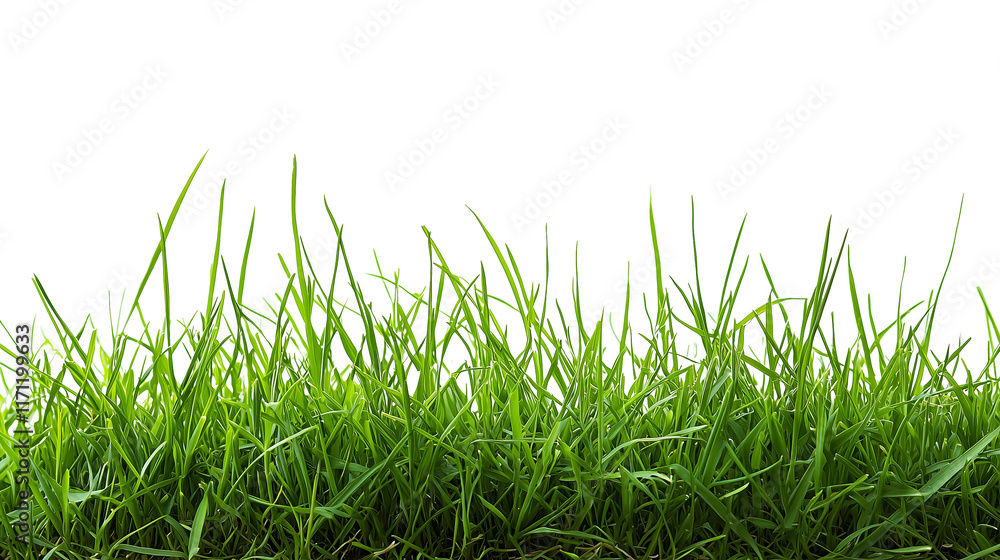 Fototapeta premium Green grass on transparent background. Cutout. PNG