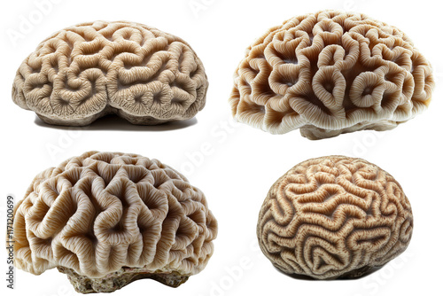 Observing the intricate details of Diploria brain coral with a transparent background highlighting its unique structure photo