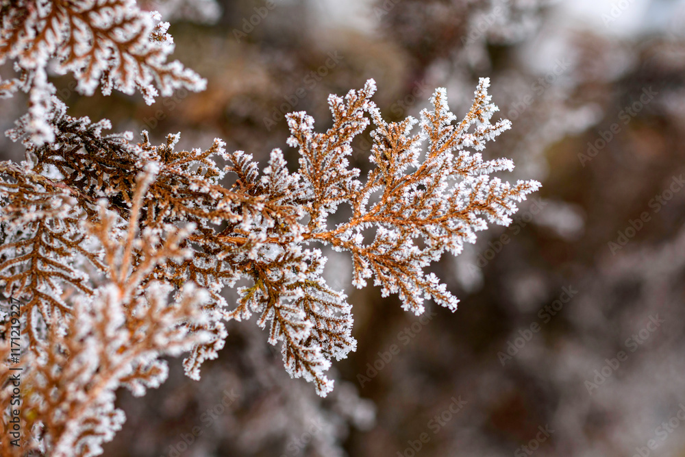 Fototapeta premium frost on tree