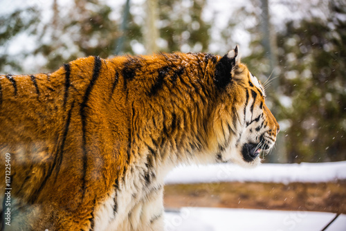 Granby, Quebec - Jan 2 2024: Wandering Tiger in the winter Granby Zoo  photo