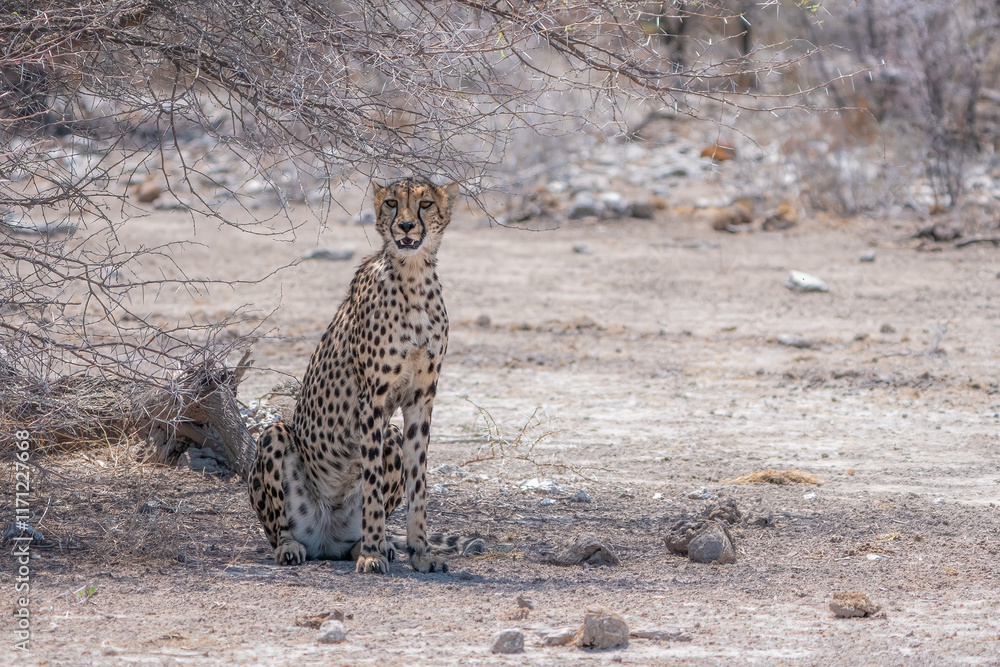 Cheetah Resting Under Tree in Arid Landscape During Daytime Cheetah Resting Under Tree in Arid Landscape During Daytime