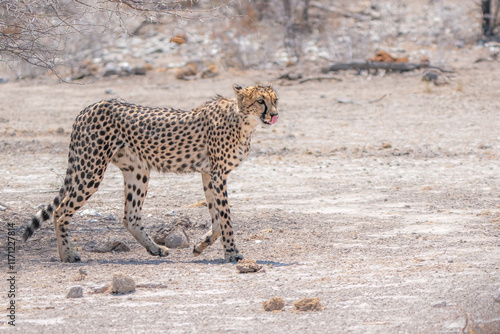 Cheetah Walking Gracefully Across Arid Landscape in Natural Habitat