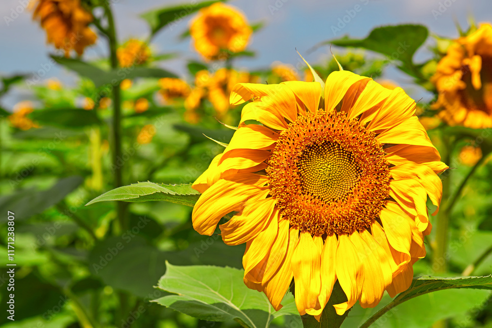 Fototapeta premium Sunflowers under the blue sky and white clouds