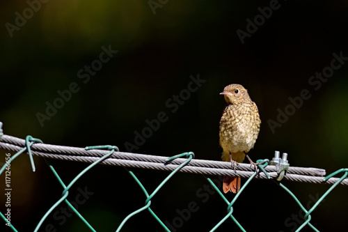 junger Gartenrotschwanz (Ästling) // juvenile common redstart (Phoenicurus phoenicurus)  photo