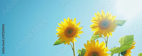 Bright sunflowers with a blue sky for copy space