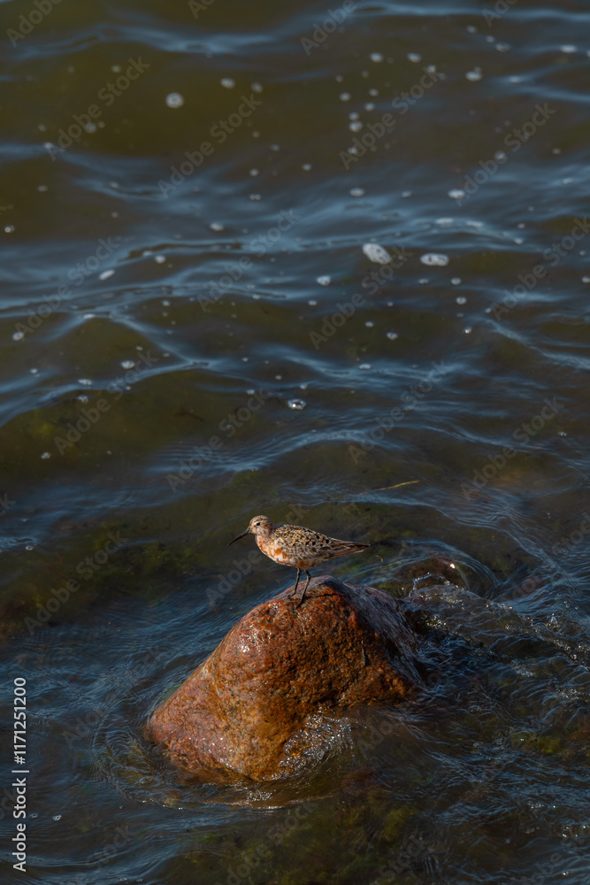 Fototapeta premium Small bird standing on a wet rock in the Baltic Sea. The bird is a Dunlin (Calidris alpina), a common shorebird in Estonia. Rocky shore and gently rippling waterin the background