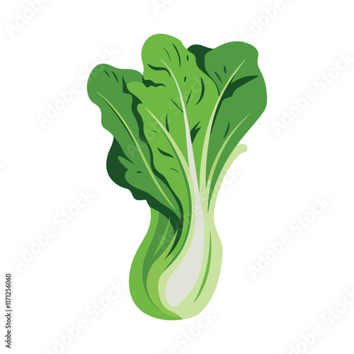 Bok choy vegetable vector illustration. Isolated design showcasing fresh green leaves and white stalks. Perfect for healthy food, culinary, or organic themes.