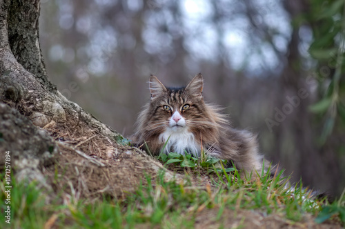 фотографія Norwegian forest cat resting peacefully on a meadow