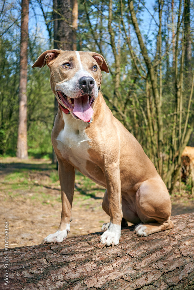 American Staffordshire Terrier sitting on a tree trunk in the forest American Staffordshire Terrier sitting on a tree trunk in the forest