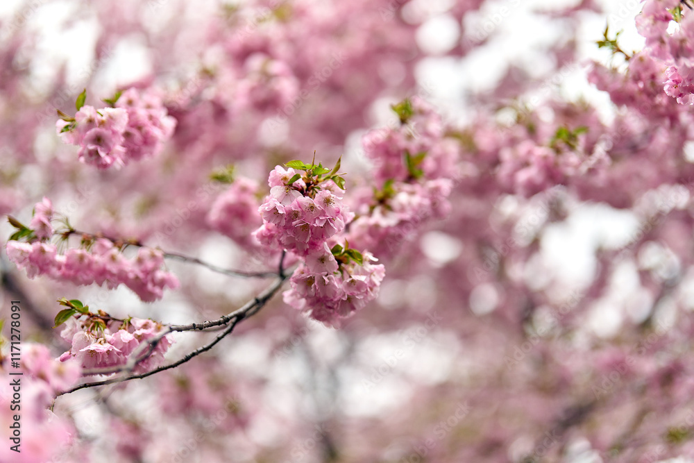 pink sakura flowers background, close up, cherry blossom in spring time, pink sakura flowers background, close up, cherry blossom in spring time,