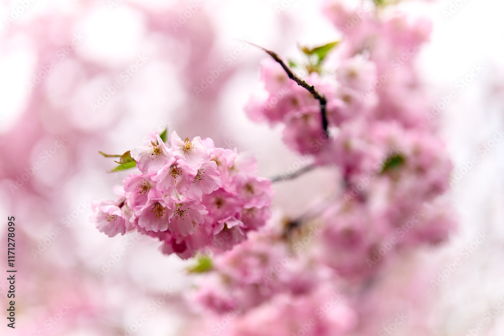 cherry blossom in spring time, pink sakura flowers background, close up
